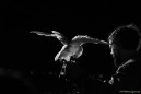 IMG_6628bn.jpg
